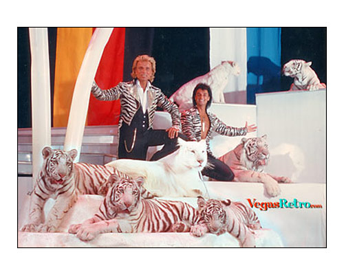 Image of Siegfried & Roy with 7 white tigers