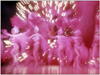 Zoomy Photo of showgirls and dancers in Las Vegas Production show